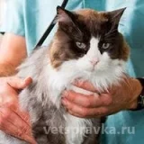 Ветеринарная клиника Феникс Фото 2 на проекте VetSpravka.ru